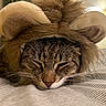 cat, tabby, sleeping, costume, lion_mane, ears, bed, bedding, striped, closeup, whiskers, fur, cute, pet, domestic_animal, indoor, resting, animal, cozy, nap