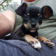 Paden is registered to the contest to win money with this photo: puppy, dog, black_and_tan, small_dog, pet, animal, cute, lap, person, arm, green_shirt, outdoor, tree, leaves, resting, close_up, fur, paw, face, young
