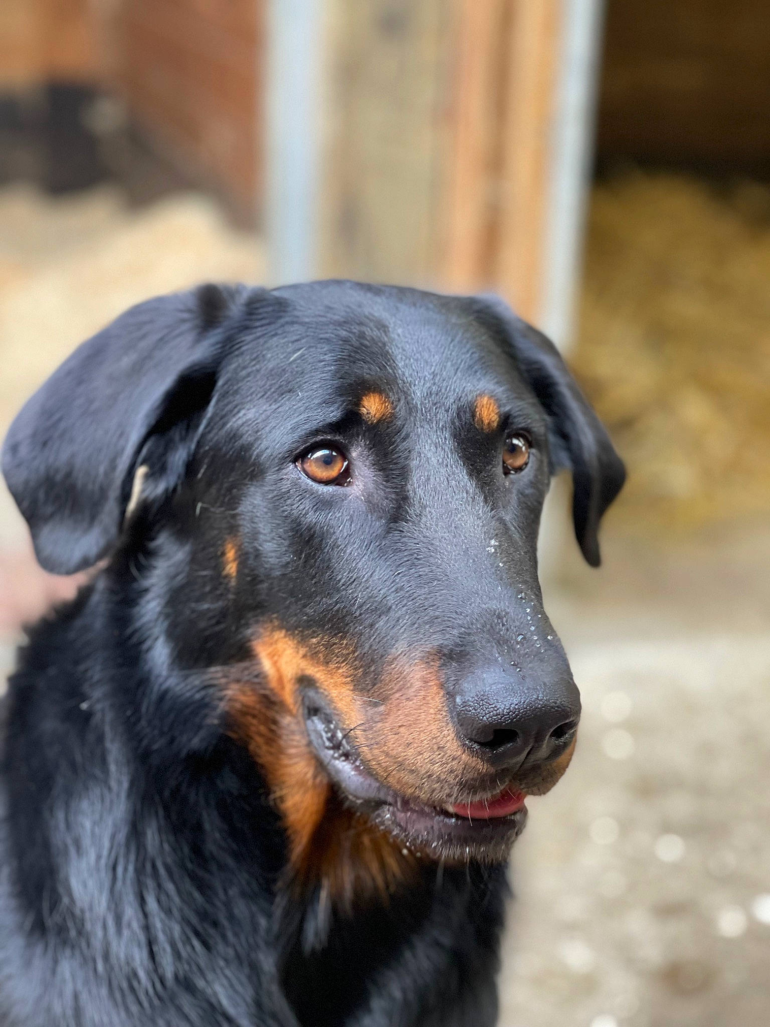 Phantome a rejoint le concours — aidez-le/la à gagner de superbes lots ! canidae, carnivore, companion_dog, dog, dog_breed, fur, guard_dog, herding_dog, hunting_dog, snout, sporting_group, terrestrial_animal, whiskers, working_dog