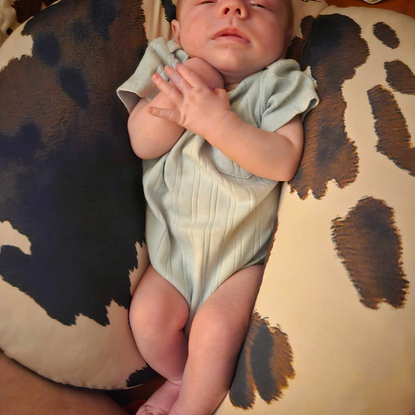 Elijah is registered to the contest to win money with this photo: baby, infant, pillow, cow_print, sleepy, hands, legs, feet, clothing, onesie, skin, relaxing, resting, indoors, cushion, pattern, person, newborn, comfort, soft