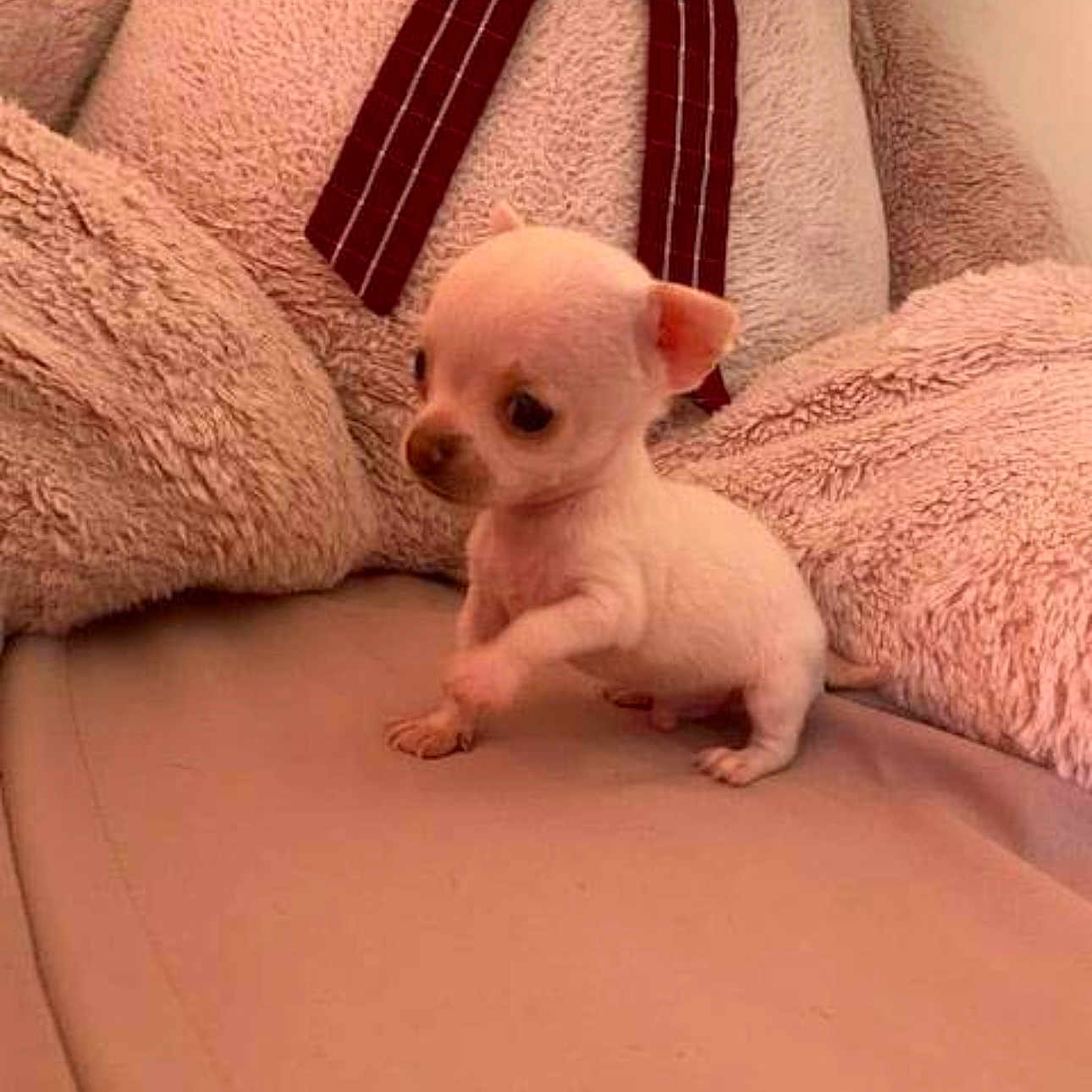 Olaf a rejoint le concours — aidez-le/la à gagner de superbes lots ! animal, couch, curious, cute, dog, domestic_animal, ears, fur, furniture, indoor, pet, pink, plush, puppy, raised_paw, sitting, small_dog, soft, tiny, young