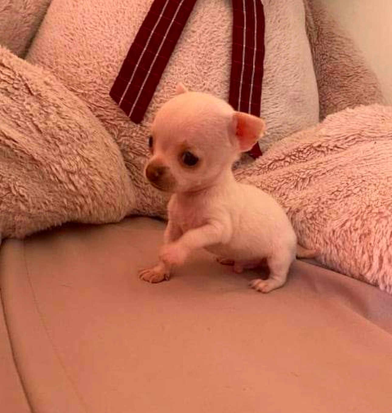 Olaf a rejoint le concours — aidez-le/la à gagner de superbes lots ! puppy, small_dog, cute, pet, animal, indoor, couch, plush, soft, pink, furniture, tiny, curious, raised_paw, young, domestic_animal, dog, fur, ears, sitting