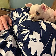 Olaf participe au concours pour gagner de l'argent avec cette photo : puppy, dog, small_dog, white_dog, hand, fabric, patterned_cloth, floral_pattern, blue_and_white, indoor, cozy, cute, pet, animal, resting, comfort, close_up, soft_light, human_hand, domestic