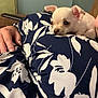 puppy, dog, small_dog, white_dog, hand, fabric, patterned_cloth, floral_pattern, blue_and_white, indoor, cozy, cute, pet, animal, resting, comfort, close_up, soft_light, human_hand, domestic