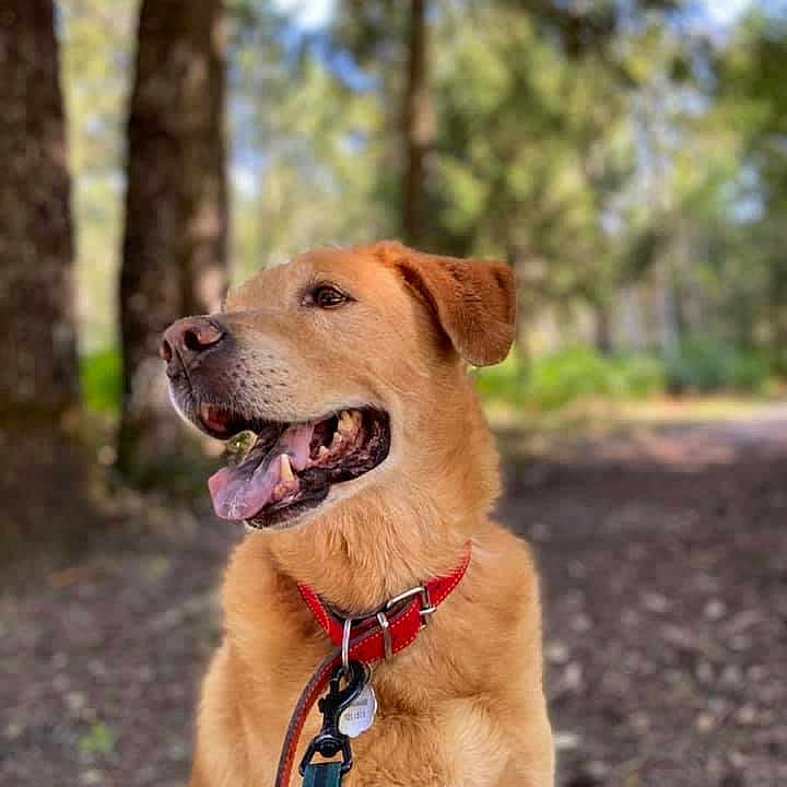 Insane participe au concours pour gagner de l'argent avec cette photo : accessories, animal, canine, dog, goldenretriever, grove, hound, labradorretriever, land, leash, nature, outdoors, person, pet, plant, puppy, strap, tree, vegetation, woodland