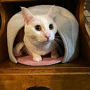 Nami is registered to the contest to win money with this photo: animal, cat, cat_bed, cozy, curious, cute, domestic_cat, ears, feline, furniture, home, indoor, pet, pink_nose, resting, shelter, whiskers, white_cat, wide_eyes, wooden_drawer