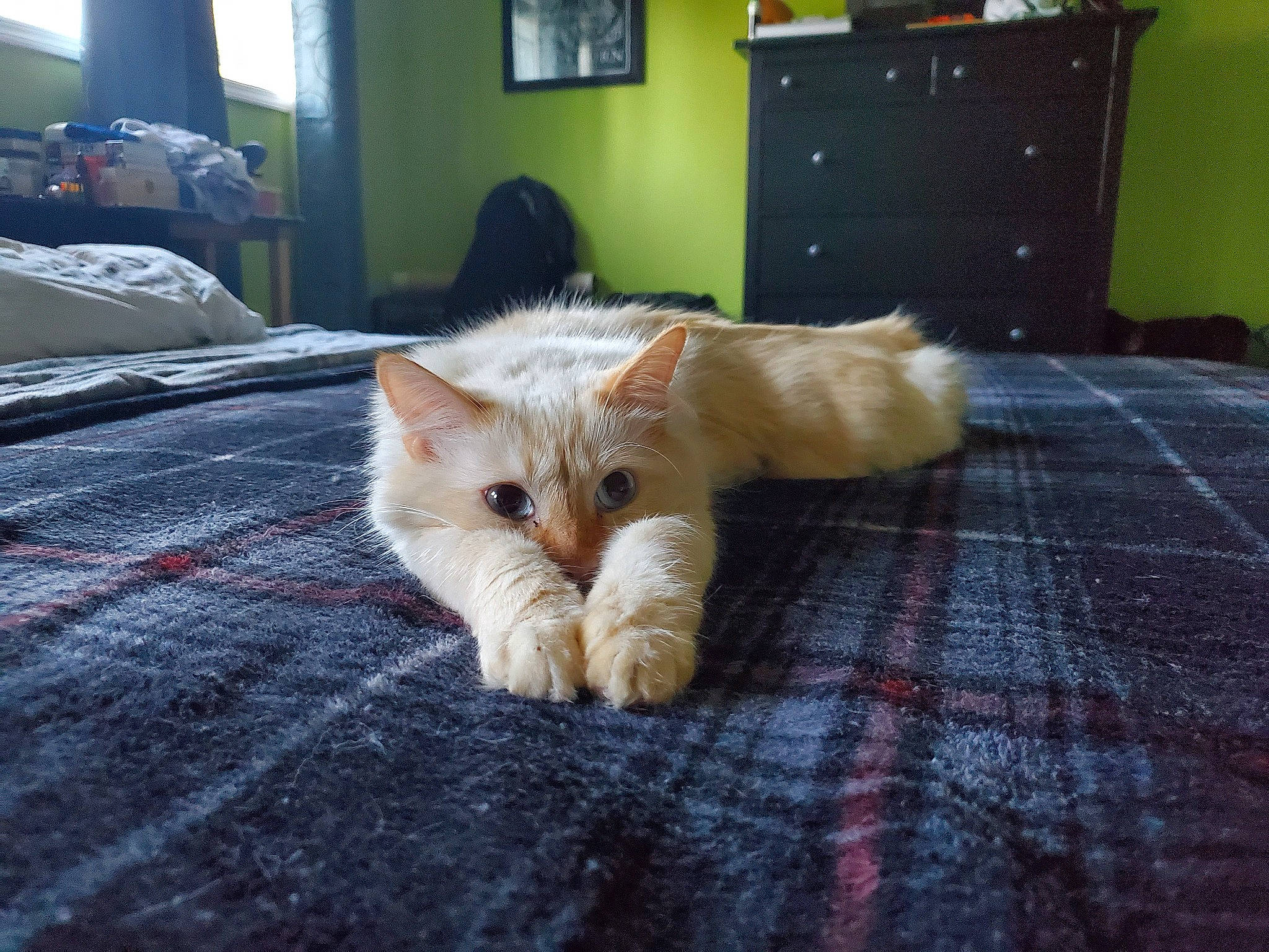 Pancake is registered to the contest to win money with this photo: bed, bedding, cabinetry, carnivore, cat, chest_of_drawers, comfort, drawer, fawn, felidae, flooring, furniture, hardwood, linens, picture_frame, room, small_to_medium_sized_cats, television, whiskers, wood