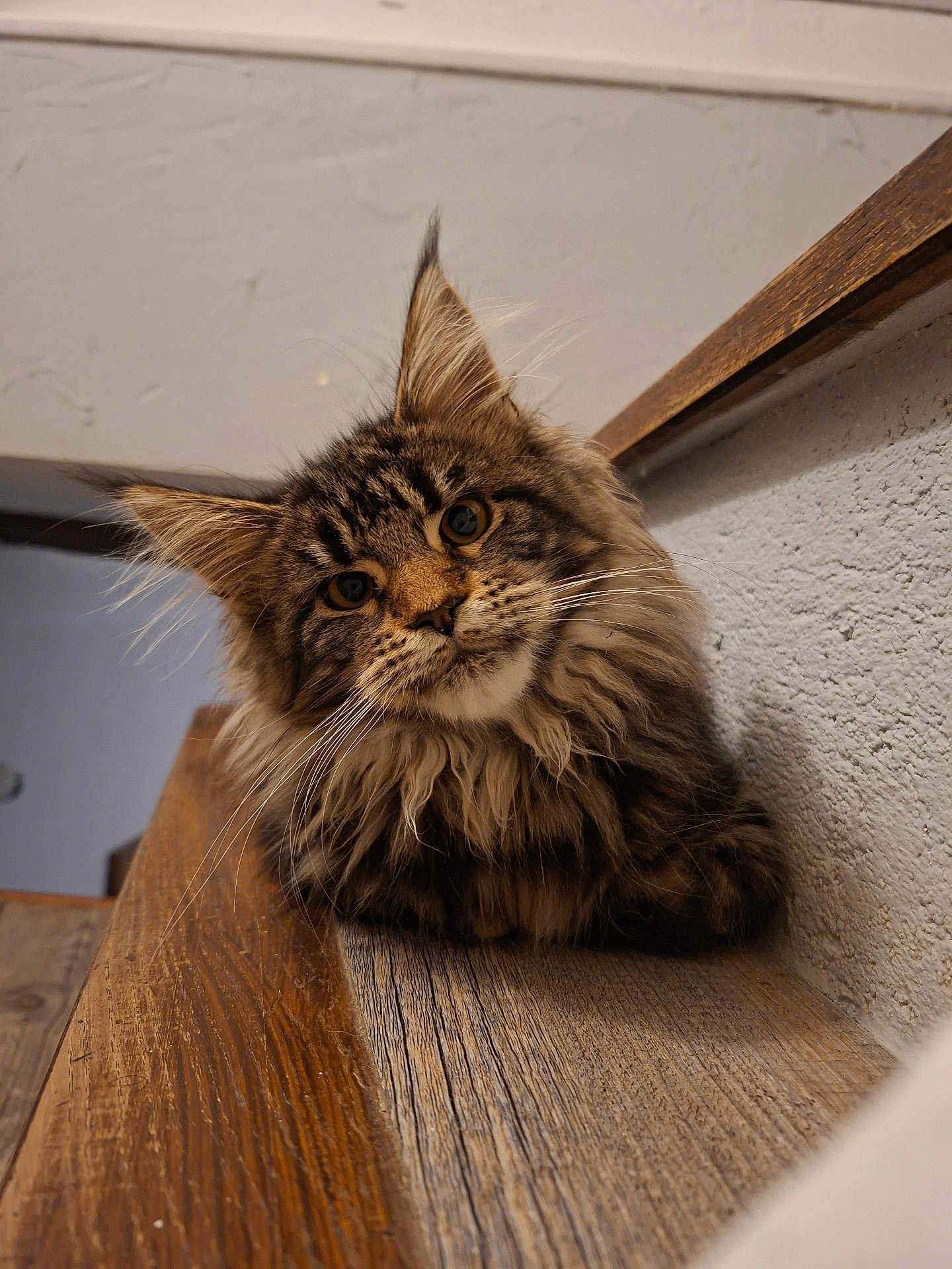 Ava participe au concours pour gagner de l'argent avec cette photo : cat, tabby, fluffy, pet, indoor, wooden_stairs, curious, head_tilt, close_up, feline, animal, whiskers, ears, fur, relaxed, domestic, cute, portrait, home, staircase