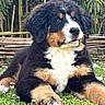 bamboo, bernese_mountain_dog, black, brown, close_up, daisies, dog, flowers, fluffy, front_paws, fur, garden, grass, lying_down, outdoor, portrait, puppy, sitting, tricolor, white