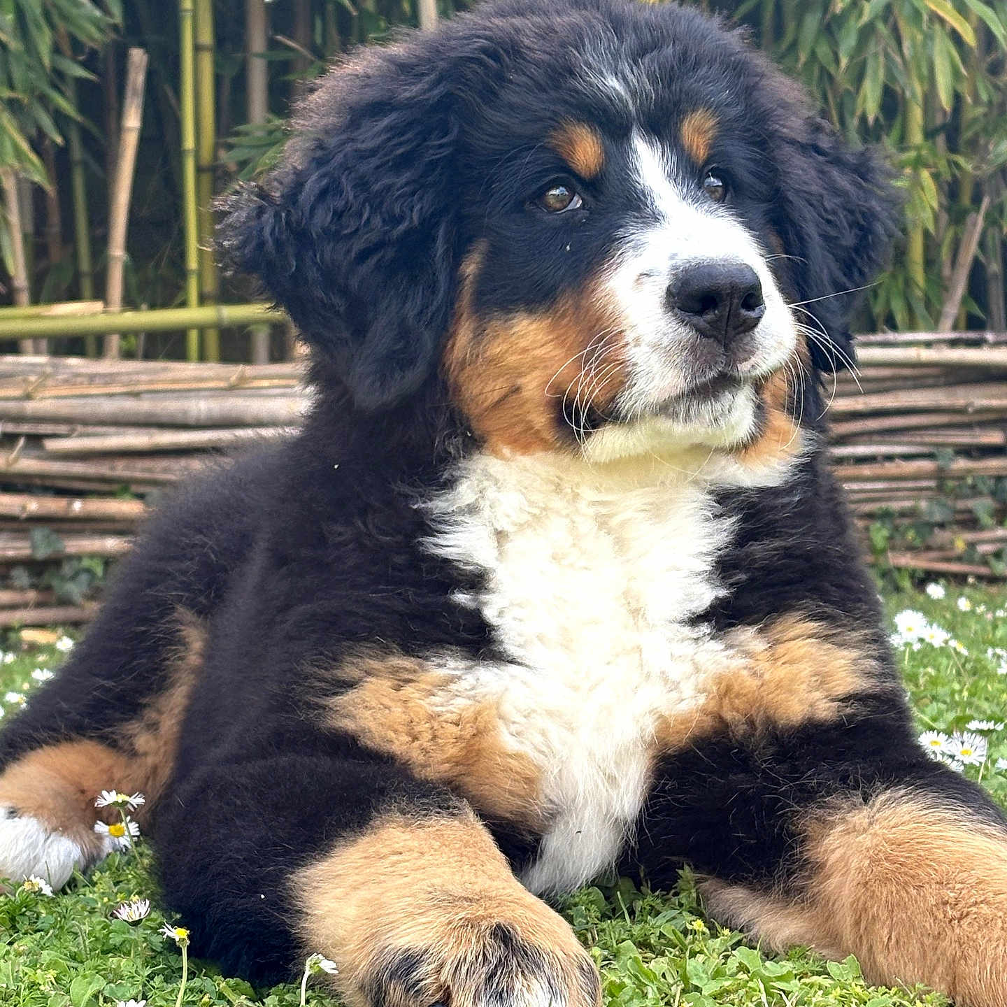 Baïa