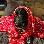 Harlequin joined the competition — help win amazing prizes! animal, bed, black_and_white, blanket, companion, cozy, cute, dog, domestic, fur, furry, indoor, lying_down, pet, portrait, red, resting, snuggled, soft, warm