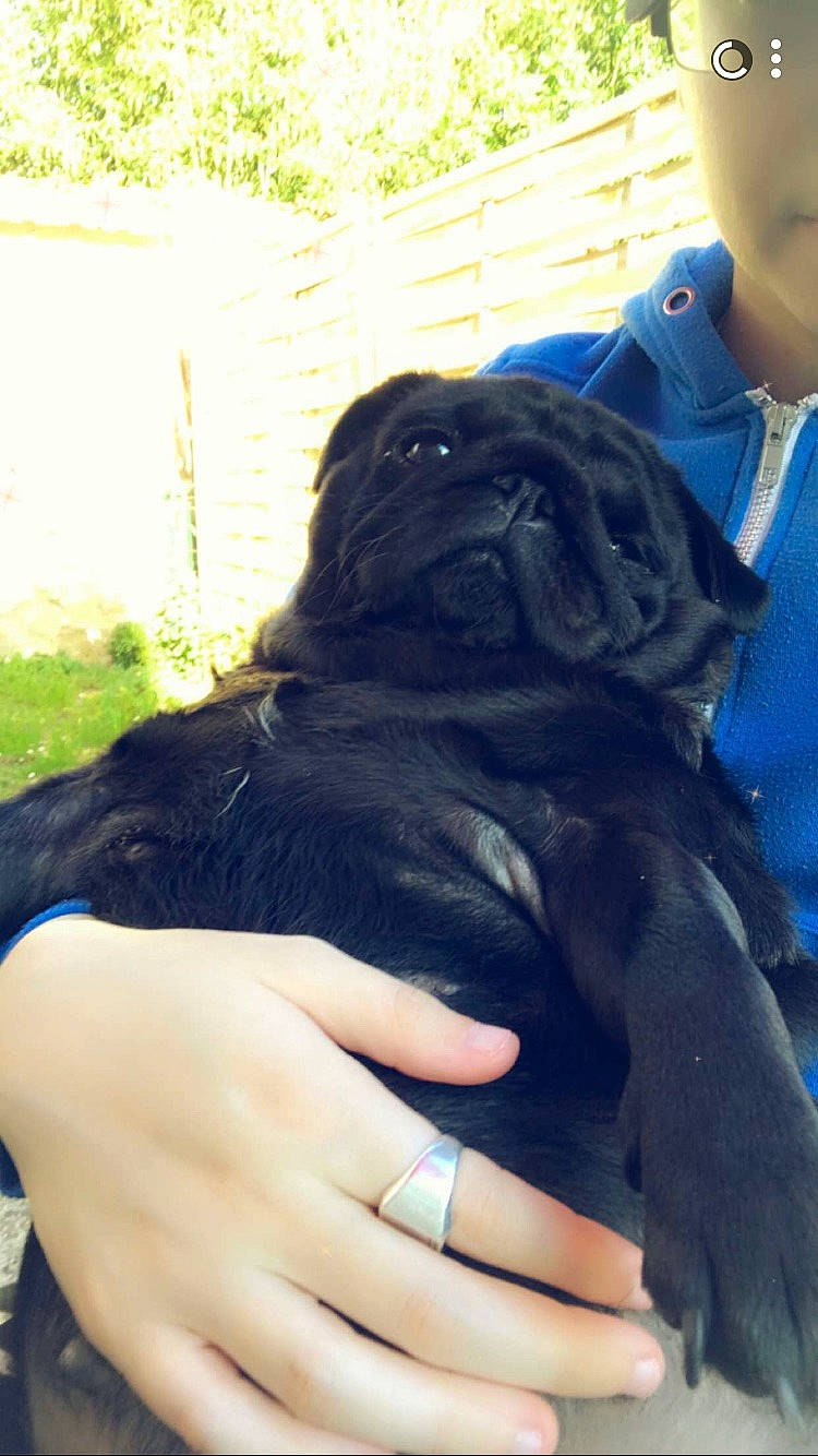 Yestah participe au concours pour gagner de l'argent avec cette photo : carnivore, companion_dog, dog, dog_breed, electric_blue, fashion_accessory, finger, fur, gesture, grass, liver, nail, nail_care, personal_protective_equipment, terrestrial_animal, thumb, toy_dog, working_animal, wrinkle, wrist