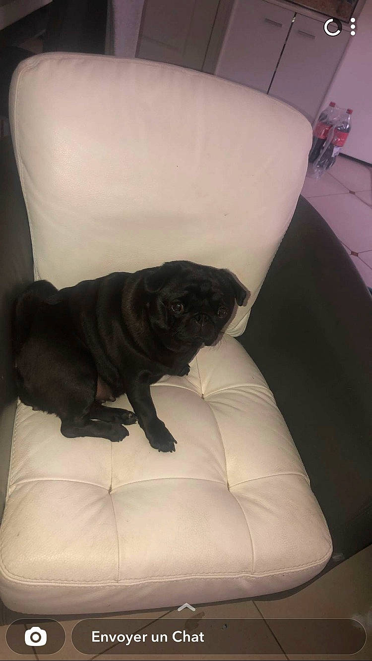 Yestah participe au concours pour gagner de l'argent avec cette photo : auto_part, car_seat_cover, carnivore, chair, club_chair, comfort, companion_dog, couch, dog, dog_breed, fawn, flooring, furniture, pug, sporting_group, tints_and_shades, vehicle, whiskers, window, working_animal