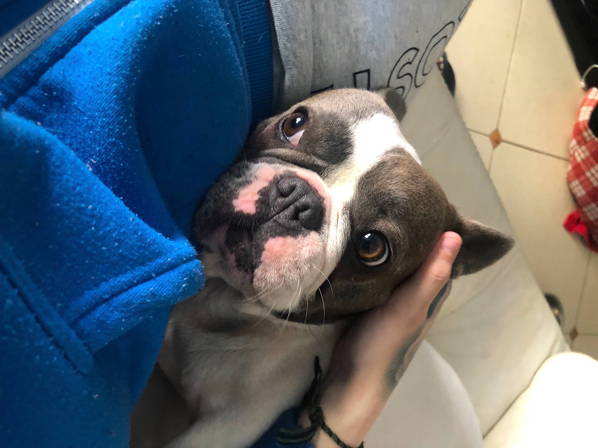 Bouly a rejoint le concours — aidez-le/la à gagner de superbes lots ! bored, canidae, carmine, carnivore, comfort, companion_dog, couch, dog, dog_breed, ear, electric_blue, fawn, fur, nail, non_sporting_group, snout, sporting_group, tints_and_shades, whiskers, working_animal