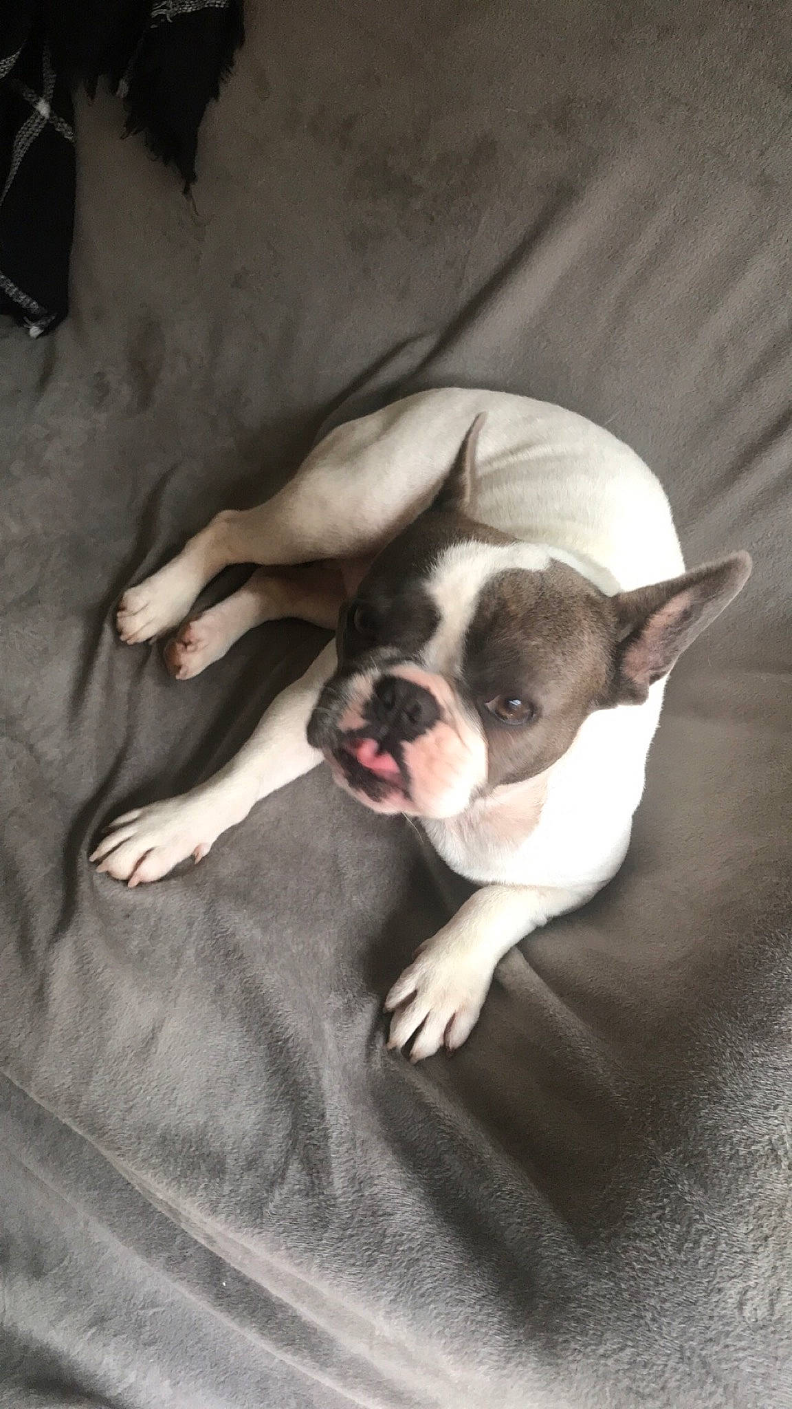 Bouly participe au concours pour gagner de l'argent avec cette photo : bored, boston_terrier, canidae, carnivore, comfort, companion_dog, dog, dog_breed, ear, fawn, french_bulldog, nap, puppy, puppy_love, snout, sporting_group, terrestrial_animal, toy_dog, whiskers, working_animal