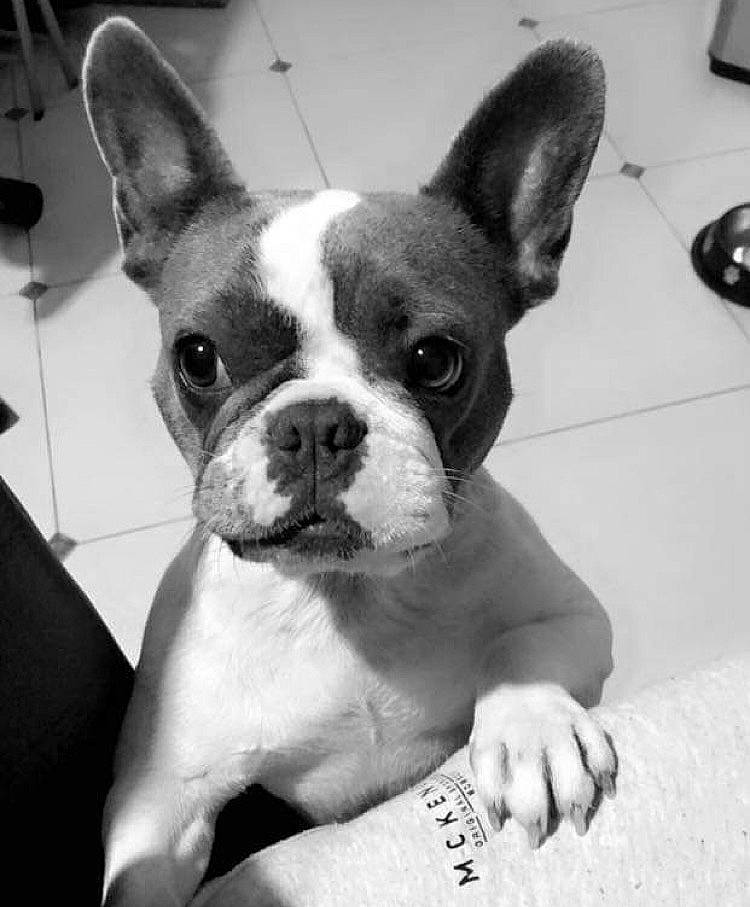 Bouly a rejoint le concours — aidez-le/la à gagner de superbes lots ! black, boston_terrier, canidae, carnivore, companion_dog, computer_keyboard, dog, dog_breed, ear, fawn, input_device, monochrome, monochrome_photography, snout, sporting_group, terrestrial_animal, toy_dog, whiskers, white, working_animal