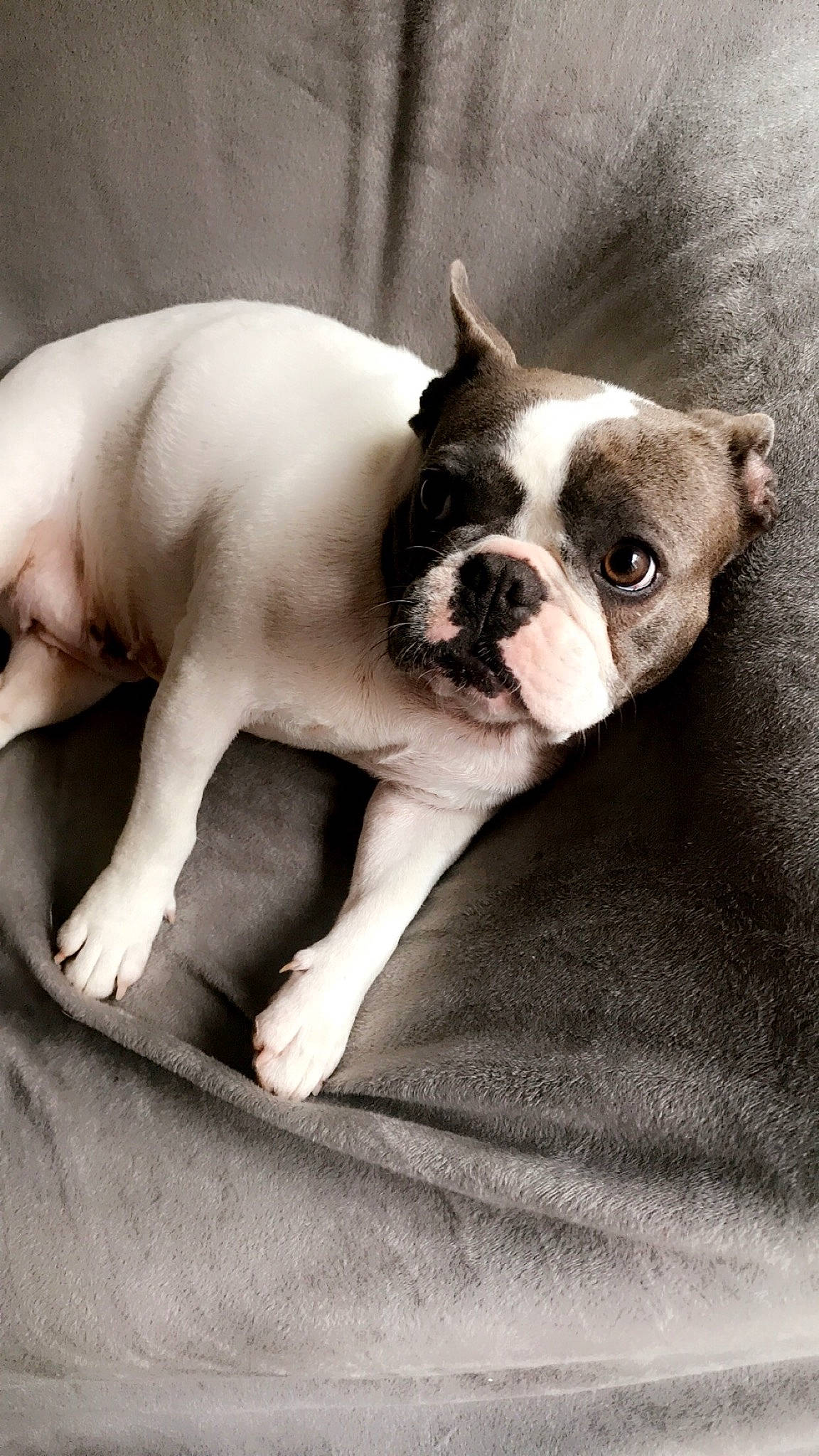 Bouly a rejoint le concours — aidez-le/la à gagner de superbes lots ! boston_terrier, bulldog, canidae, carnivore, comfort, companion_dog, dog, dog_breed, ear, fawn, french_bulldog, human_leg, jaw, snout, sporting_group, terrestrial_animal, toy_dog, whiskers, working_animal, wrinkle