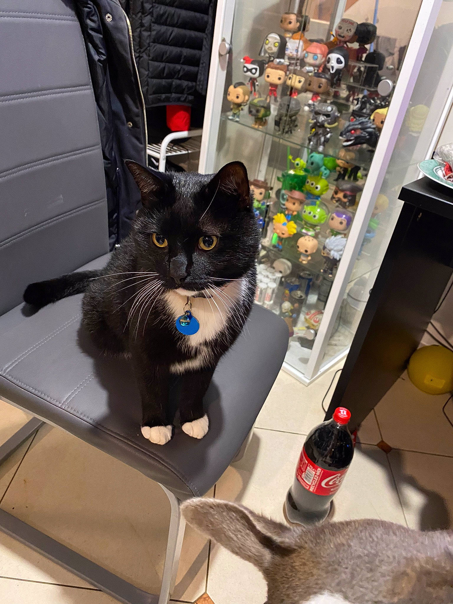 Sky participe au concours pour gagner de l'argent avec cette photo : automotive_tire, black_cat, bottle, carnivore, cat, chair, comfort, domestic_short_haired_cat, felidae, fur, mammal, paw, room, small_to_medium_sized_cats, table, tail, vertebrate, whiskers