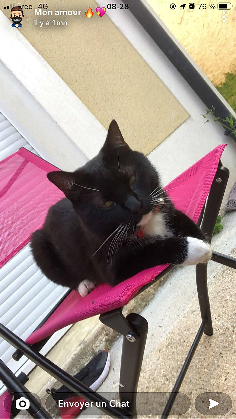 Sky a rejoint le concours — aidez-le/la à gagner de superbes lots ! black_cat, carmine, carnivore, cat, collar, comfort, domestic_short_haired_cat, felidae, fur, grass, houseplant, mammal, plant, shade, small_to_medium_sized_cats, snout, tail, tints_and_shades, vertebrate, whiskers