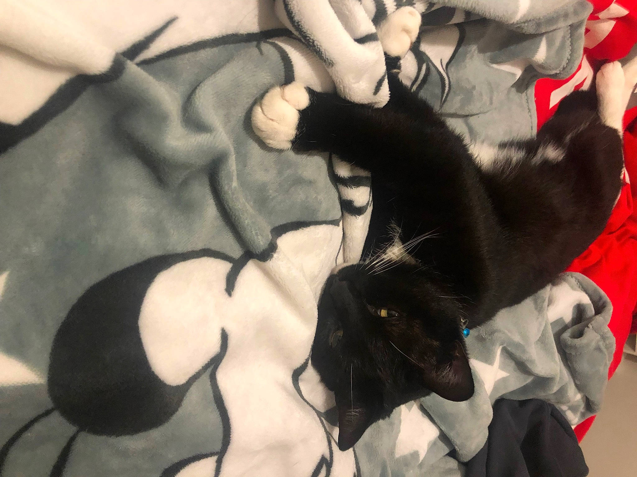 Sky a rejoint le concours — aidez-le/la à gagner de superbes lots ! canidae, car_seat, carmine, carnivore, comfort, companion_dog, dog_breed, event, fawn, felidae, fictional_character, finger, fur, gesture, plant, selfie, small_to_medium_sized_cats, tail, thumb, whiskers