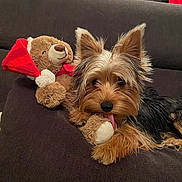 Shanel a rejoint le concours — aidez-le/la à gagner de superbes lots ! dog, yorkshire_terrier, toy, teddy_bear, santa_hat, couch, indoor, pet, cute, fur, animal, playful, tongue, resting, cozy, holiday, christmas, brown, black, furniture