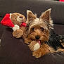 dog, yorkshire_terrier, toy, teddy_bear, santa_hat, couch, indoor, pet, cute, fur, animal, playful, tongue, resting, cozy, holiday, christmas, brown, black, furniture