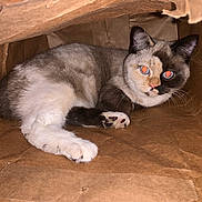 Princess joined the competition — help win amazing prizes! cat, paper_bag, animal, pet, indoor, feline, relaxed, brown, white, black, face_markings, whiskers, paw, fur, cute, looking, laying_down, red_eye, close_up, domestic_cat