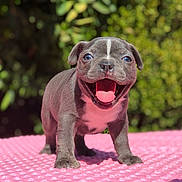 Blue Belle joined the competition — help win amazing prizes! puppy, dog, smiling, happy, outdoor, pink_mat, cute, young_dog, pet, animal, grass, nature, playful, fur, tongue, standing, sunlight, closeup, background_blur, adorable