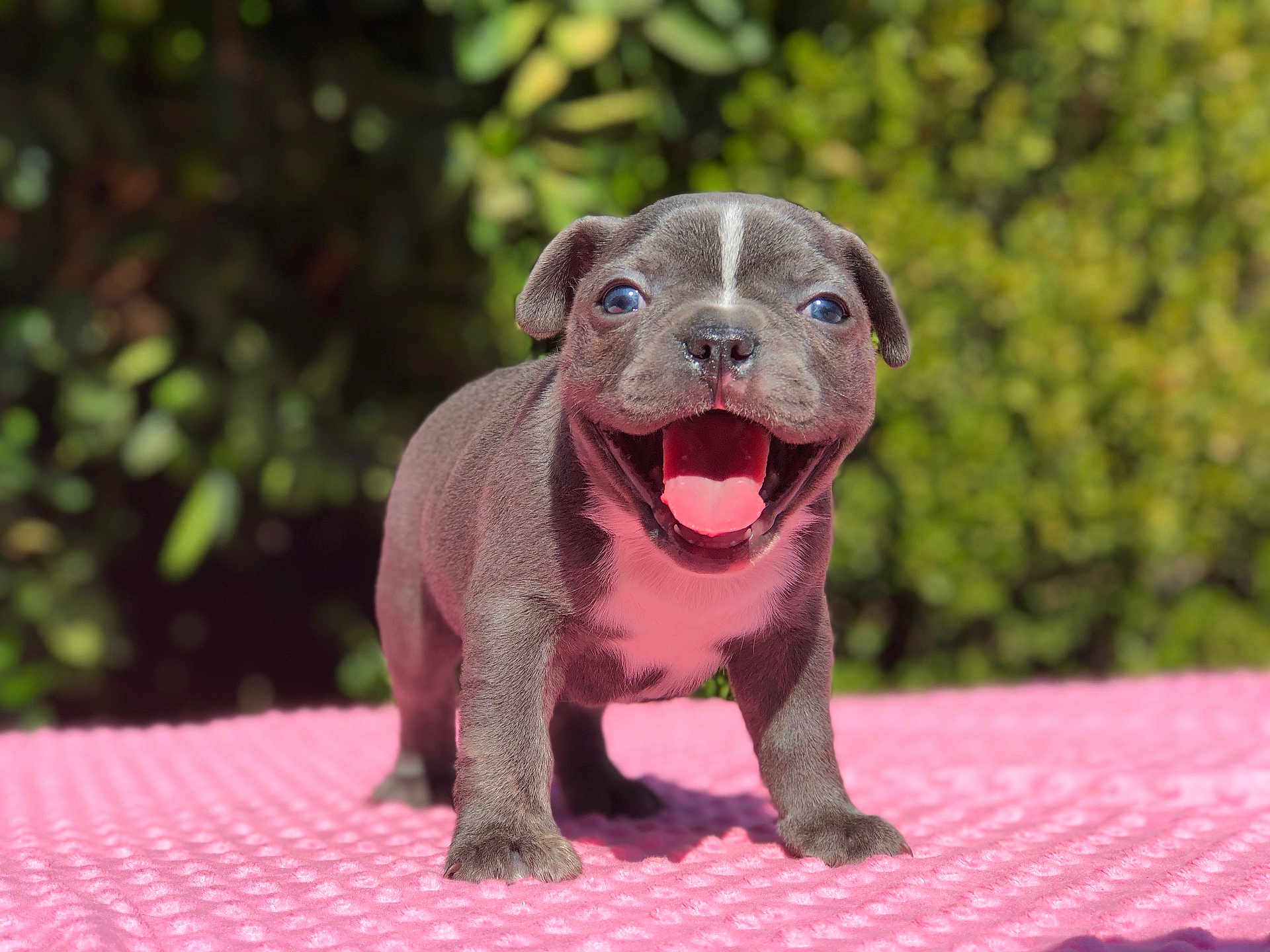 Blue Belle