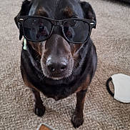 Molly is registered to the contest to win money with this photo: dog, sunglasses, black_dog, carpet, indoor, pet, canine, cool, funny, portrait, furniture, living_room, closeup, animal, muzzle, ears, eyes, nose, floor, household