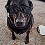 dog, sunglasses, black_dog, carpet, indoor, pet, canine, cool, funny, portrait, furniture, living_room, closeup, animal, muzzle, ears, eyes, nose, floor, household