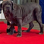 Iollanda participe au concours pour gagner de l'argent avec cette photo : dog, large_dog, black_dog, red_carpet, leash, person, indoor, floor, wrinkles, standing, pet, animal, canine, fence, clothing, shoes, side_view, companion, handler, event