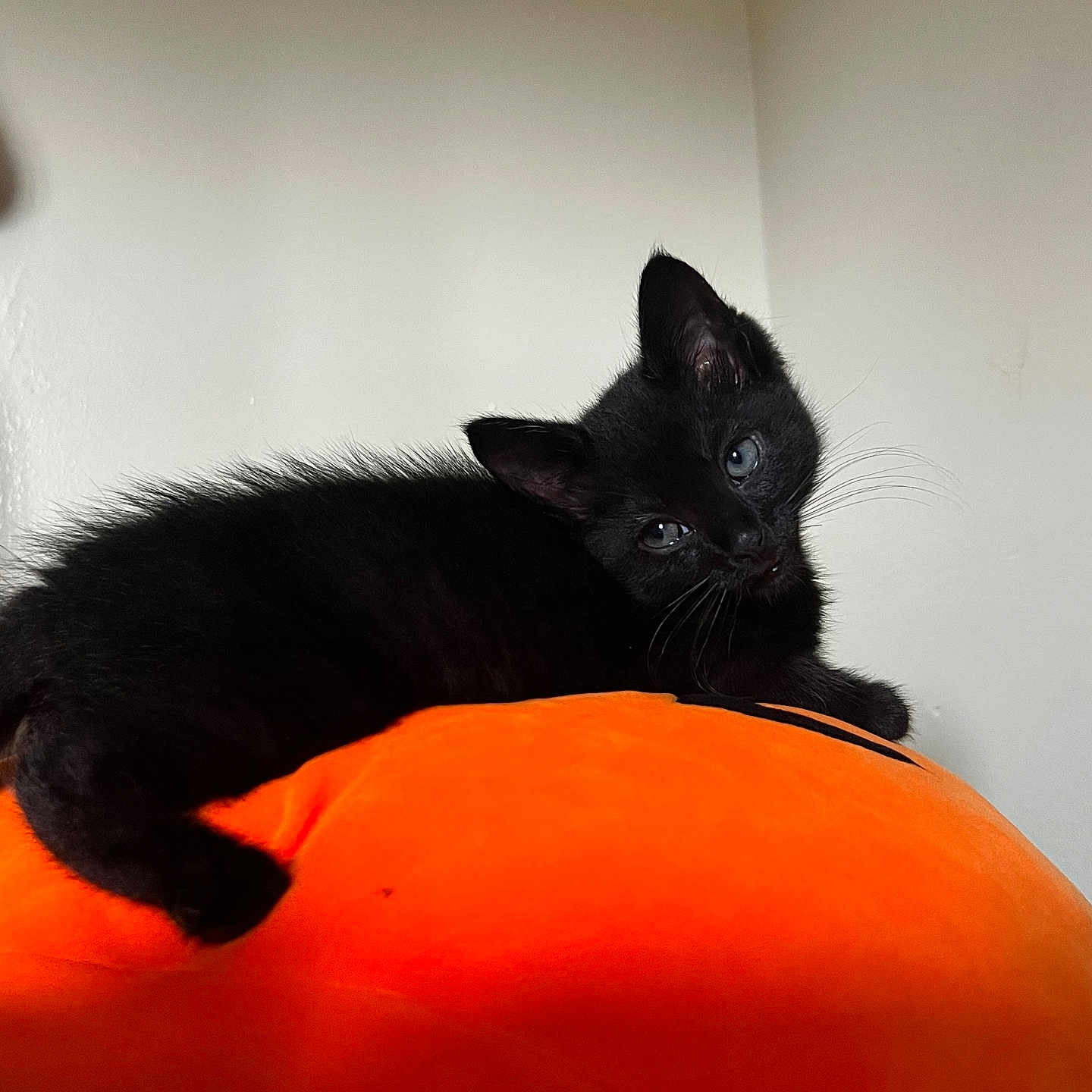 Dracula joined the competition — help win amazing prizes! animal, black_cat, blue_eyes, cozy, curious, cute, domestic_cat, feline, indoor, kitten, orange_cushion, pet, playful, portrait, relaxed, resting, soft_fur, tail, whiskers, young