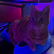 Pikachu joined the competition — help win amazing prizes! cat, pet, feline, animal, portrait, sitting, lying_down, cushion, blue_cushion, indoor, colorful_lighting, purple_lighting, blue_lighting, close_up, whiskers, ears, eyes, tabby, relaxed, home