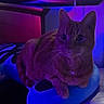 cat, pet, feline, animal, portrait, sitting, lying_down, cushion, blue_cushion, indoor, colorful_lighting, purple_lighting, blue_lighting, close_up, whiskers, ears, eyes, tabby, relaxed, home