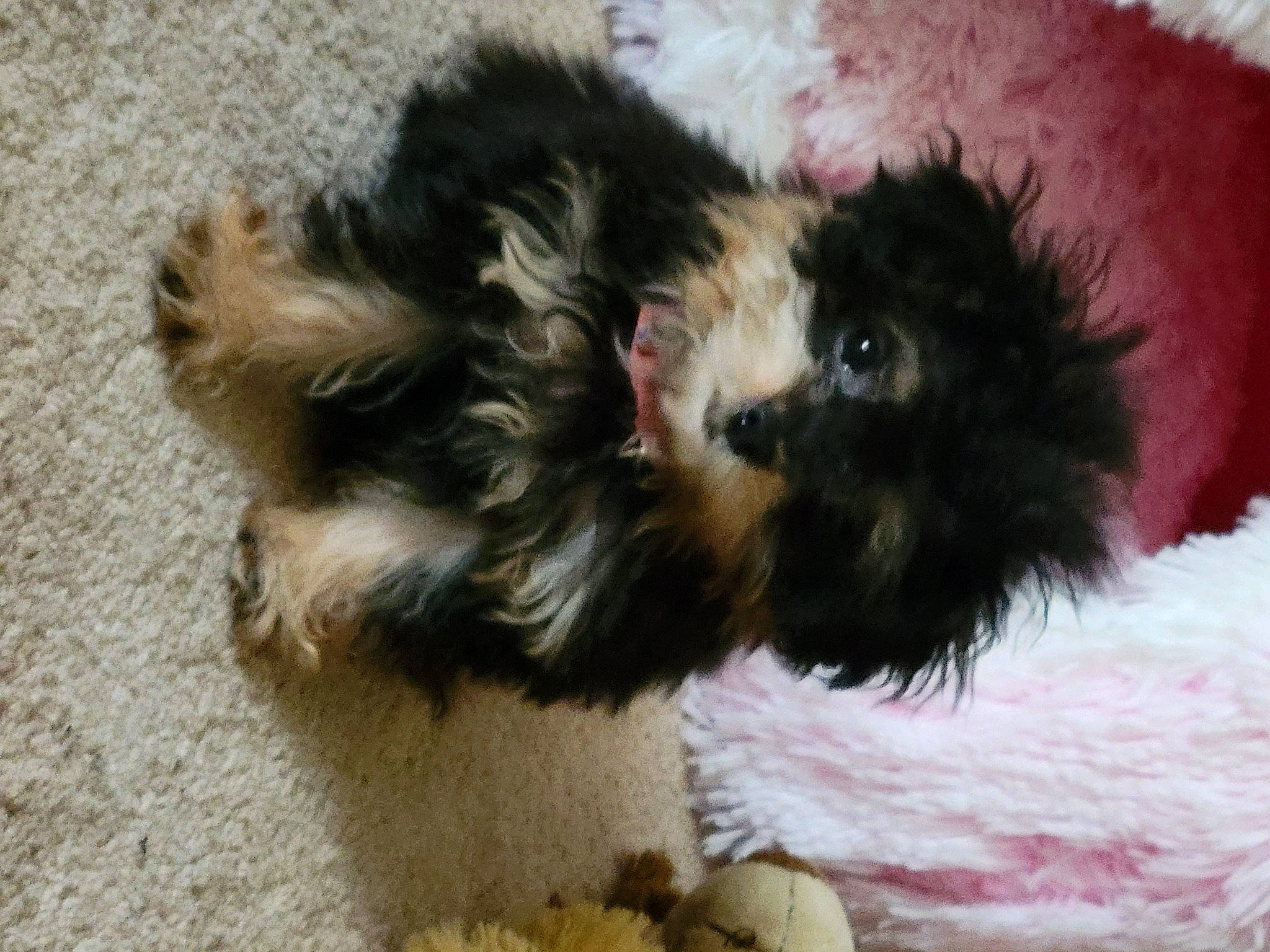 Tribbles joined the competition — help win amazing prizes! canidae, carnivore, companion_dog, dog, dog_breed, dog_supply, fawn, fur, liver, maltepoo, paw, pet_supply, shih_poo, small_terrier, snout, sporting_group, tail, terrier, toy_dog, working_animal