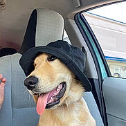 Scooby is registered to the contest to win money with this photo: dog, golden_retriever, hat, bucket_hat, car_interior, car_seat, tongue_out, pet, animal, happy, canine, window, sunlight, person_hand, seat_cover, closeup, cute, domestic_animal, portrait, side_view