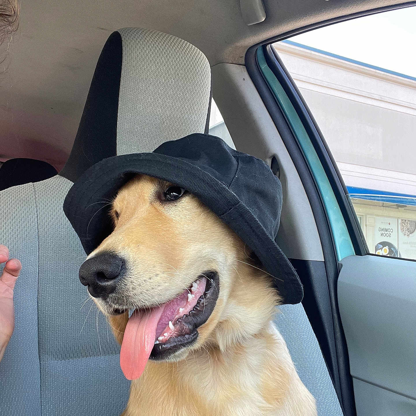 Scooby is registered to the contest to win money with this photo: dog, golden_retriever, hat, bucket_hat, car_interior, car_seat, tongue_out, pet, animal, happy, canine, window, sunlight, person_hand, seat_cover, closeup, cute, domestic_animal, portrait, side_view