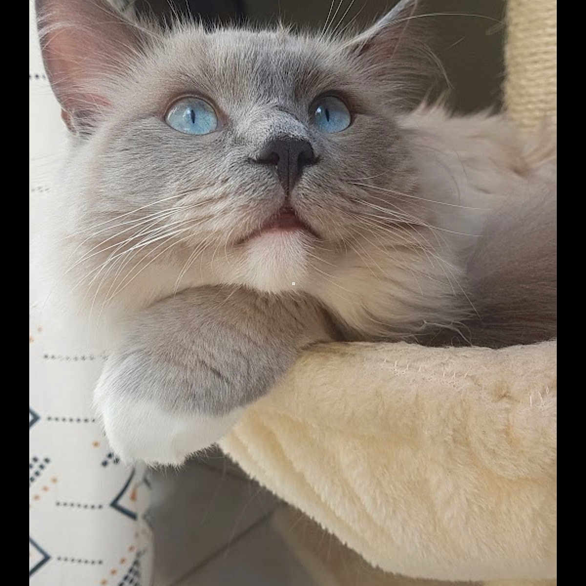 Shumi a rejoint le concours — aidez-le/la à gagner de superbes lots ! blue_eyes, cat, cat_tree, close_up, curious, curtain, cute, domestic_animal, ear, feline, floor_tile, fluffy, gray_and_white, indoor, lounging, pet, portrait, relaxed, soft_texture, whiskers