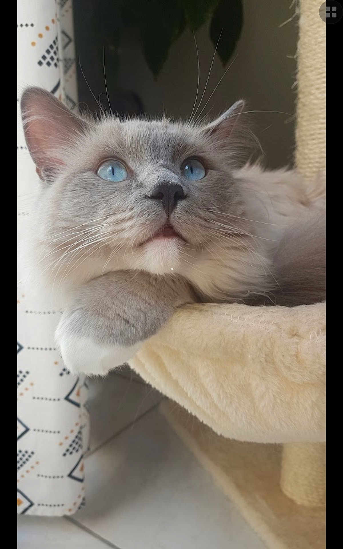 Shumi a rejoint le concours — aidez-le/la à gagner de superbes lots ! cat, blue_eyes, fluffy, gray_and_white, cat_tree, indoor, curious, lounging, soft_texture, whiskers, close_up, pet, feline, ear, floor_tile, curtain, relaxed, portrait, domestic_animal, cute