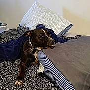 Xeena joined the competition — help win amazing prizes! dog, blanket, bed, pillow, black_and_white, tongue_out, collar, indoor, resting, cozy, fabric, striped, patterned, fur, pet, cute, canine, lying_down, comfort, domestic