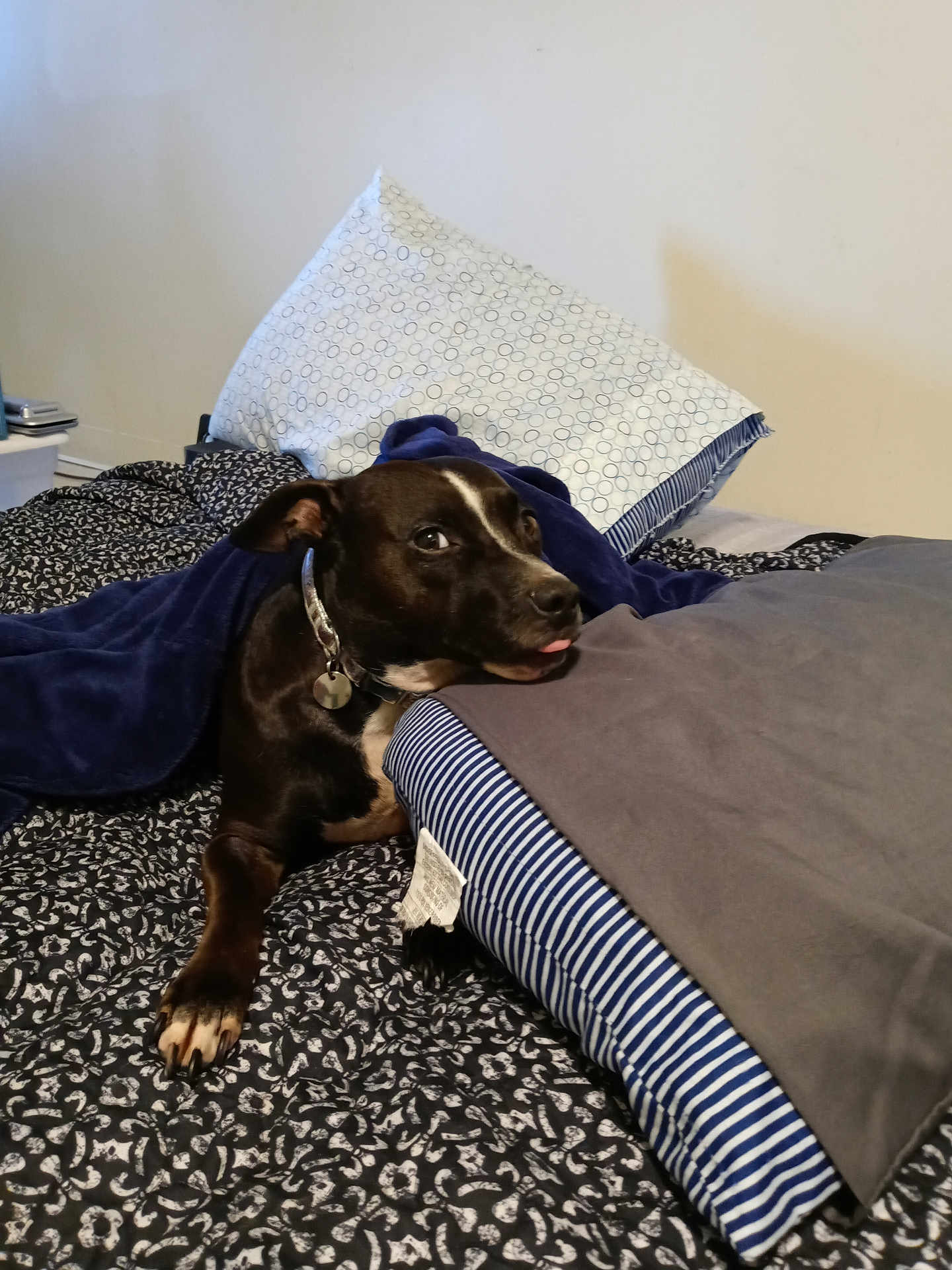 Xeena joined the competition — help win amazing prizes! dog, blanket, bed, pillow, black_and_white, tongue_out, collar, indoor, resting, cozy, fabric, striped, patterned, fur, pet, cute, canine, lying_down, comfort, domestic