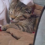 Kendal is registered to the contest to win money with this photo: cat, tabby, sleeping, sleepy, relaxed, curled_up, cozy, indoor, chair, cushion, fabric, brown, gray, fur, whiskers, closed_eyes, tongue, pet, nap, portrait