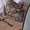 cat, tabby, sleeping, sleepy, relaxed, curled_up, cozy, indoor, chair, cushion, fabric, brown, gray, fur, whiskers, closed_eyes, tongue, pet, nap, portrait