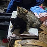Kendal joined the competition — help win amazing prizes! cat, kittens, tabby_cat, black_cat, animals, pet, sleeping, cuddling, sitting, blanket, folded_blanket, chair, upholstery, indoors, home, cozy, furniture, portrait, close_up, domestic_animal