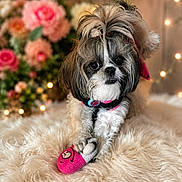 Kiara joined the competition — help win amazing prizes! adorable, animal, blurred_background, closeup, collar, cozy, cute, decor, dog, fairy_lights, flowers, fur, furry_blanket, indoor, pet, pink_toy, playful, portrait, small_dog, toy