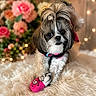 dog, small_dog, toy, pink_toy, furry_blanket, flowers, fairy_lights, blurred_background, cute, pet, indoor, playful, collar, fur, animal, portrait, cozy, decor, closeup, adorable