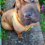 Vinted a rejoint le concours — aidez-le/la à gagner de superbes lots ! animal, brown_fur, canine, close_up, collar, cute, dog, flowers, garden, green_collar, looking_up, outdoor, path, pet, plants, purple_flowers, shar_pei, sitting, stone_path, wrinkly