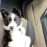 Ninho participe au concours pour gagner de l'argent avec cette photo : puppy, dog, black_and_white, car_seat, pet, animal, cute, fur, ears, nose, car_interior, relaxed, looking_up, young, domestic_animal, seat, companion, pet_collar, adorable, resting