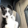 puppy, dog, black_and_white, car_seat, pet, animal, cute, fur, ears, nose, car_interior, relaxed, looking_up, young, domestic_animal, seat, companion, pet_collar, adorable, resting